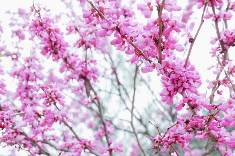 judaszowiec w czasie kwitnienia