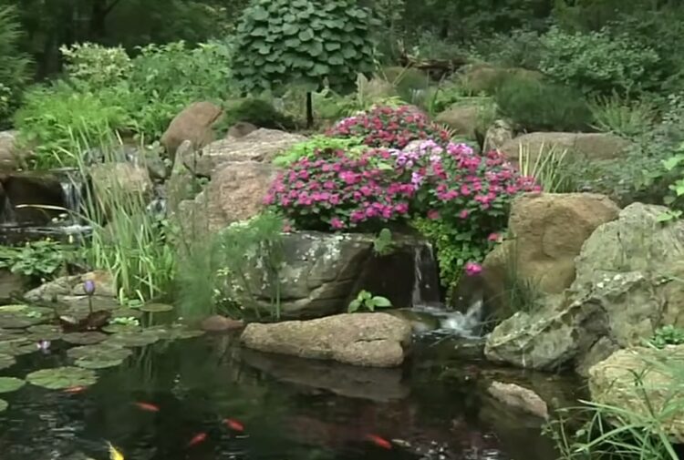 piękne oczko wodne w ogrodzie