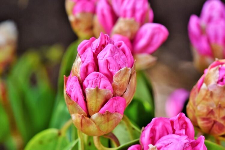 zdrowe pąki rododendronów