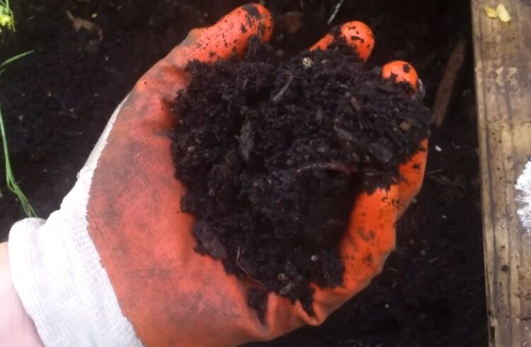 ziemia zmieszana ze skorupkami jajek