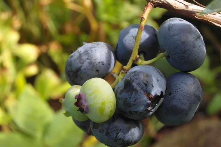 przenawożenie szkodzi borówkom