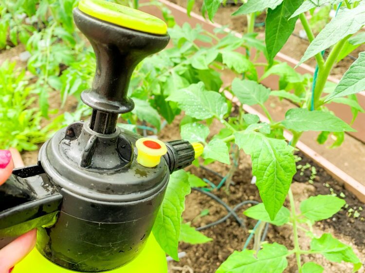 Dlaczego warto stosować oprysk z drożdży na pomidory i ogórki