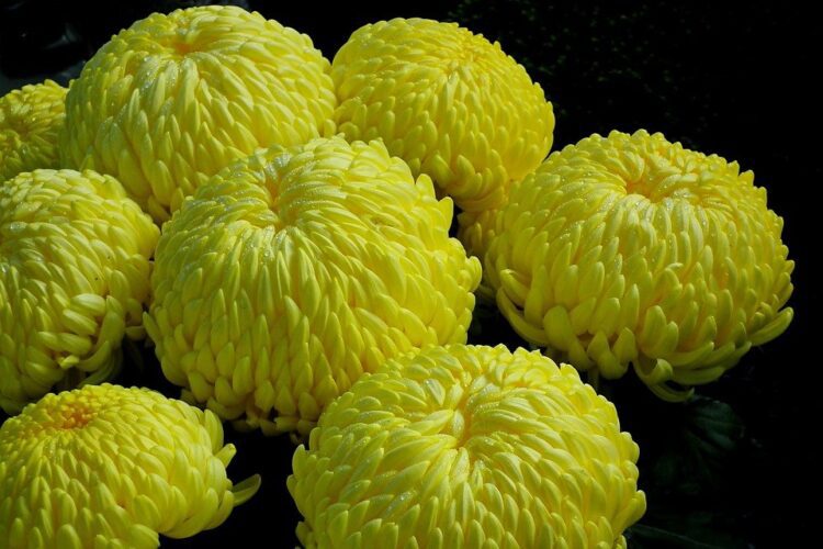piękne, żółte chryzantemy