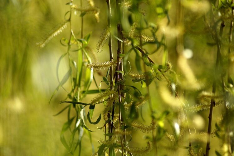 liście wierzby na pniu