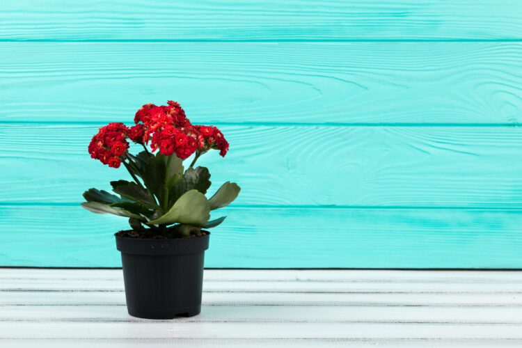 Kiedy przesadza się kwiaty doniczkowe?